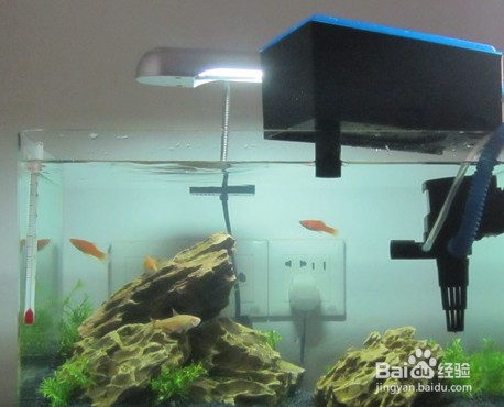 紅龍魚(yú)怎么養(yǎng)好看又好養(yǎng)的圖片（紅龍魚(yú)怎么養(yǎng)好看又好養(yǎng)的圖片大全）