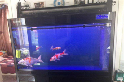 可愛麗魚缸和森森魚缸區別大嗎