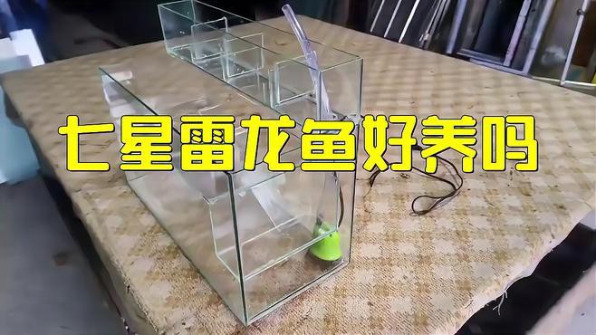 七星魚和雷龍魚哪個更適合新手養殖？，七星魚與雷龍魚哪個好