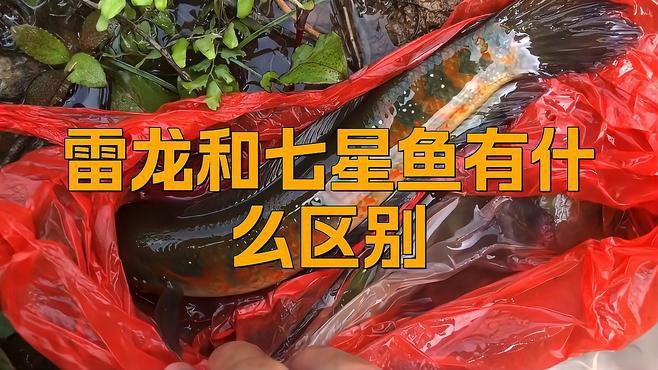 七星魚和雷龍魚哪個更適合新手養殖？，七星魚與雷龍魚哪個好