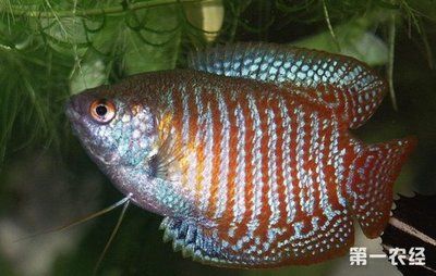 觀賞魚好養的有哪幾種呀（如何判斷觀賞魚的健康狀況）