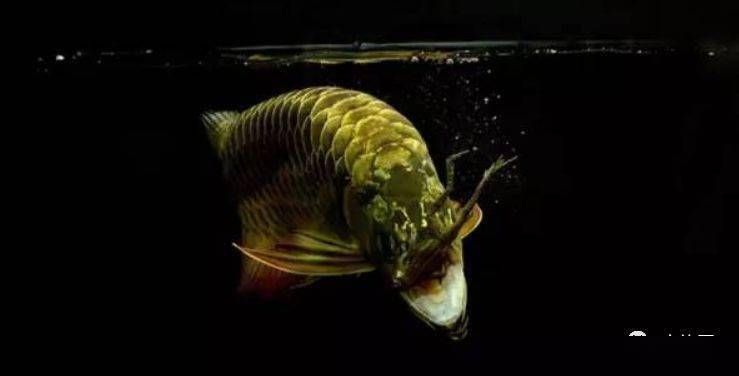 龍魚吃什么最好vs祥龍魚場：祥龍魚場龍魚日常飼養注意事項龍魚吃什么最好