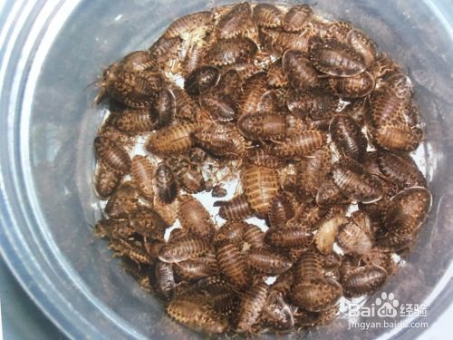 龍魚吃什么最好vs祥龍魚場：祥龍魚場龍魚日常飼養注意事項龍魚吃什么最好