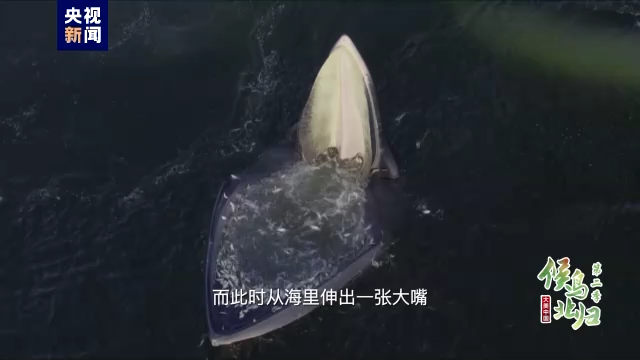 金龍魚什么底色最好看好養 金龍魚什么底色最好看好養活 金龍魚什么底色最好看好養 金龍魚什么底色最好看好養活 創寧水族 第1張