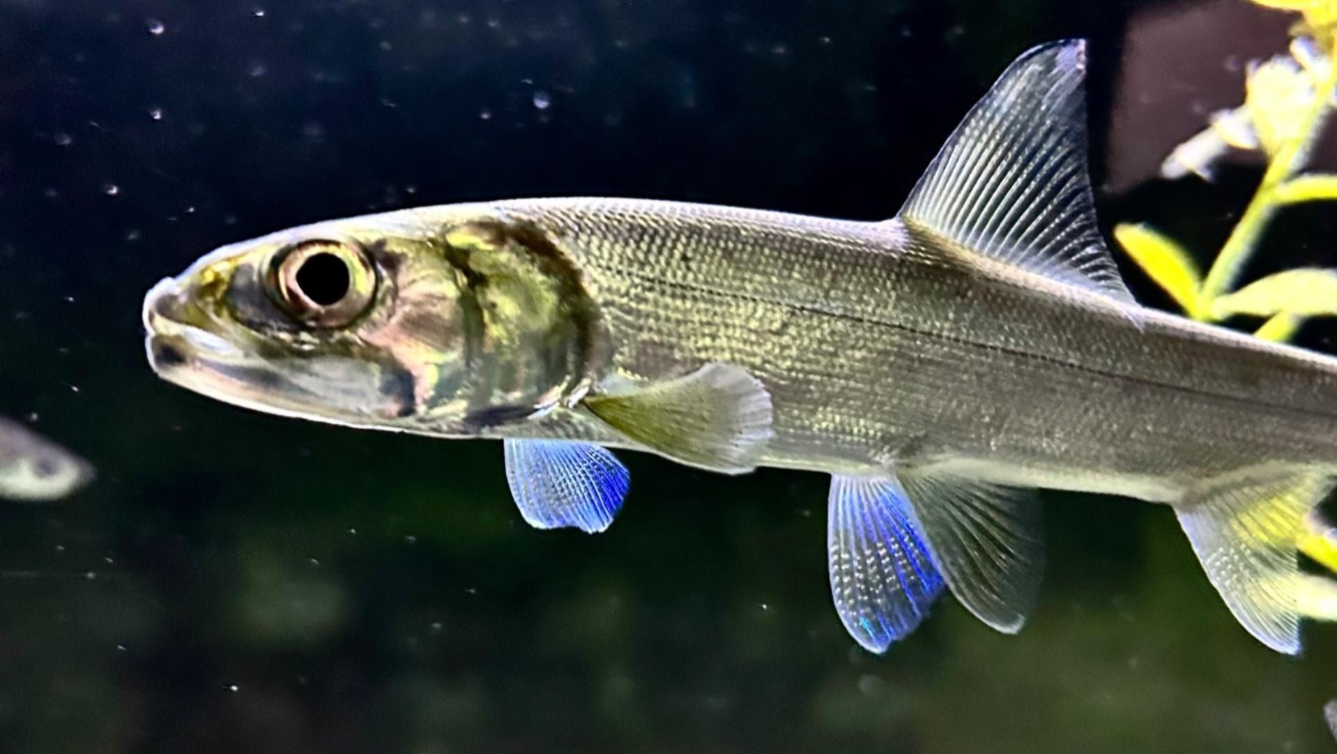 爛肉梭是什么海鰱，“爛肉梭”是什么魚？