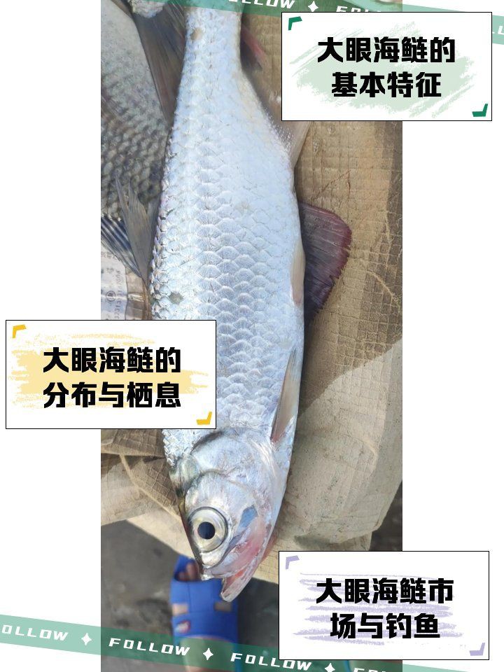 爛肉梭是什么海鰱，“爛肉梭”是什么魚？