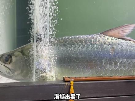 爛肉梭是什么海鰱，“爛肉梭”是什么魚？