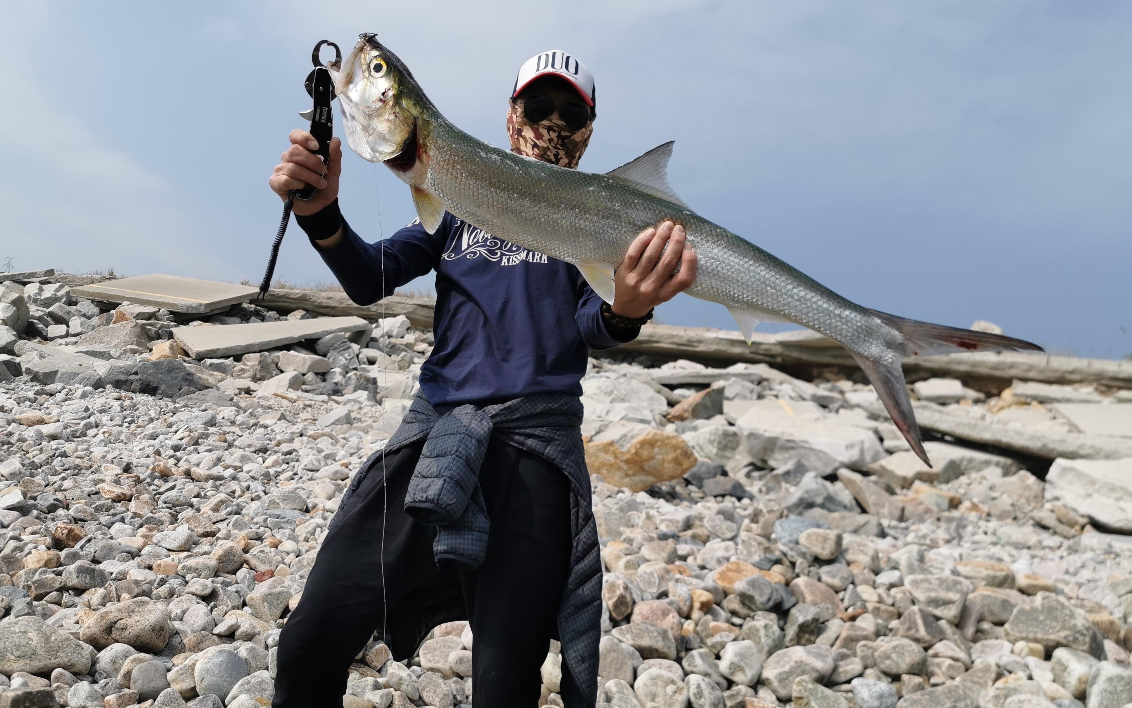 爛肉梭是什么海鰱，“爛肉梭”是什么魚？