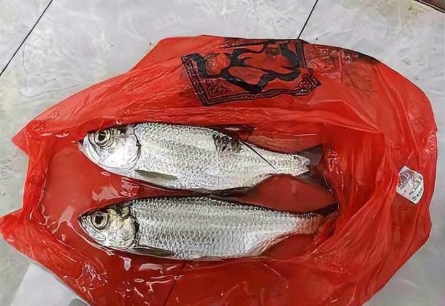 爛肉梭是什么海鰱，“爛肉梭”是什么魚？