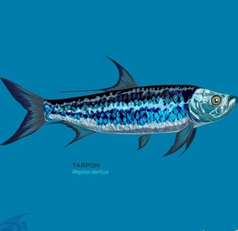 爛肉梭是什么海鰱，“爛肉梭”是什么魚？