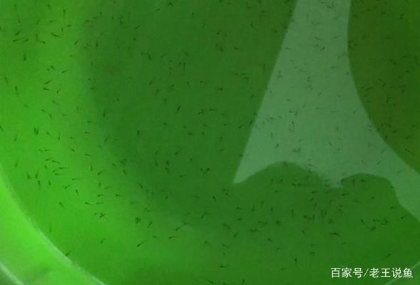 金龍魚缸底用什么顏色好(金龍魚缸背景顏色選擇)