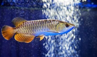 圖騰金龍魚繁殖期食物選擇：圖騰金龍魚繁殖期營養(yǎng)需求,金龍魚繁殖期飼料選擇技巧