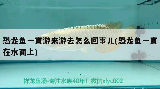 魚缸里的水中有漂浮物是什么（魚缸里有很多漂浮物，是什么呀）
