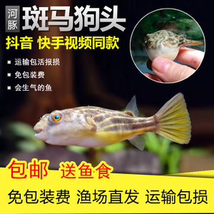 往魚缸里吹氣能加氧嗎視頻 魚缸吹氧放什么位置 速倍妥 第2張 往魚缸里吹氣能加氧嗎視頻 魚缸吹氧放什么位置 往魚缸里吹氣能加氧嗎視頻 魚缸吹氧放什么位置 速倍妥 第2張