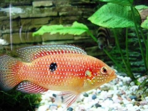 制作魚缸造景的視頻（魚缸造景教學視頻）