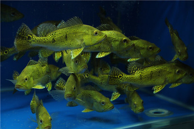 紅龍魚(yú)增色飼料配方比例的重要性關(guān)鍵營(yíng)養(yǎng)物質(zhì)分析 黃金貓魚(yú)百科 第1張 紅龍魚(yú)增色飼料配方比例的重要性關(guān)鍵營(yíng)養(yǎng)物質(zhì)分析 紅龍魚(yú)增色飼料配方比例的重要性關(guān)鍵營(yíng)養(yǎng)物質(zhì)分析 黃金貓魚(yú)百科 第1張