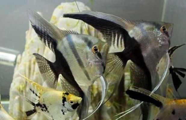 老魚(yú)匠水泵控制器怎么用(老魚(yú)匠水泵控制器進(jìn)水了怎么辦)