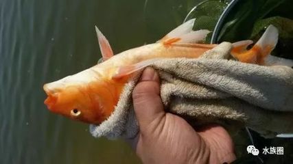 雷龍魚能混養其他魚嘛圖片 雷龍魚可不可以混養