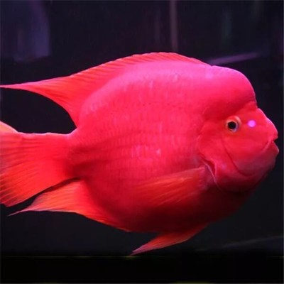 伊罕250安裝視頻(伊罕250容積)