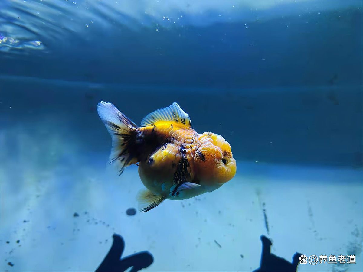 蝴蝶鯉能和龍魚混養嗎怎么養活