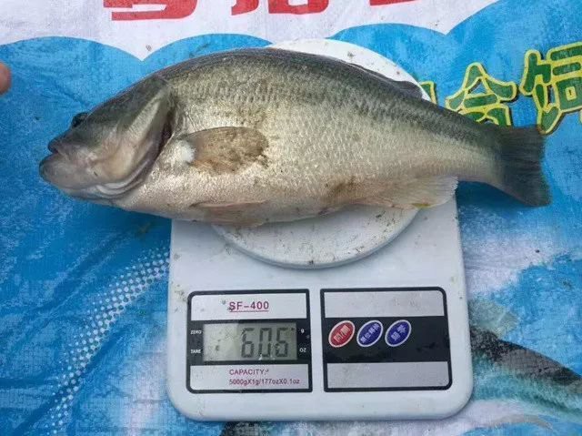 淡水鱸魚好養嗎，淡水鱸魚怎么養殖 淡水鱸魚好養嗎，淡水鱸魚怎么養殖 龍魚論壇 第2張