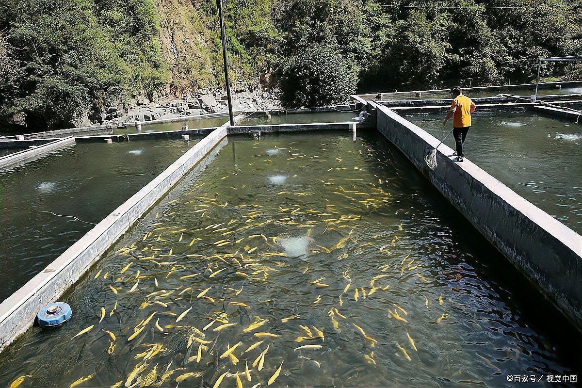淡水鱸魚好養嗎，淡水鱸魚怎么養殖 淡水鱸魚好養嗎，淡水鱸魚怎么養殖 龍魚論壇 第9張