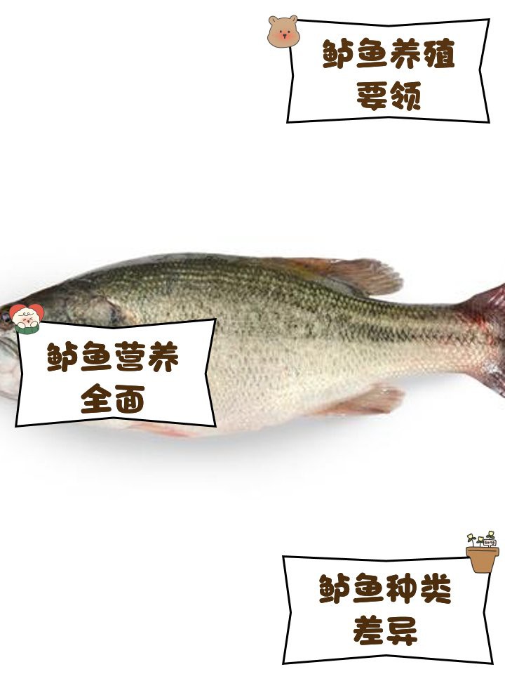淡水鱸魚好養嗎，淡水鱸魚怎么養殖 淡水鱸魚好養嗎，淡水鱸魚怎么養殖 龍魚論壇 第8張