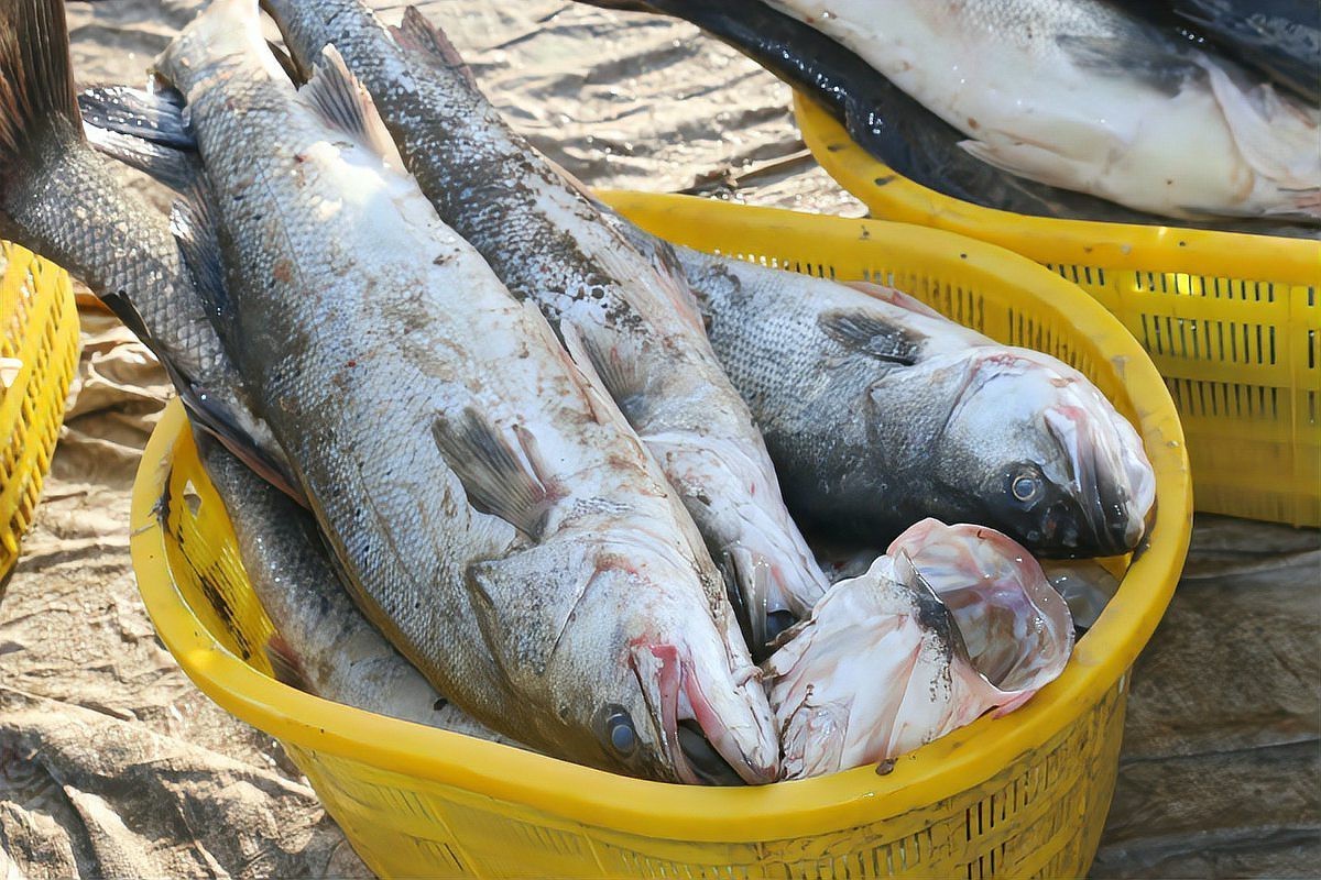 淡水鱸魚好養嗎，淡水鱸魚怎么養殖 淡水鱸魚好養嗎，淡水鱸魚怎么養殖 龍魚論壇 第10張