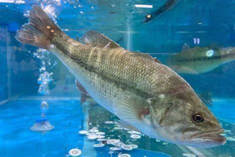 淡水鱸魚好養嗎，淡水鱸魚怎么養殖 淡水鱸魚好養嗎，淡水鱸魚怎么養殖 龍魚論壇 第6張