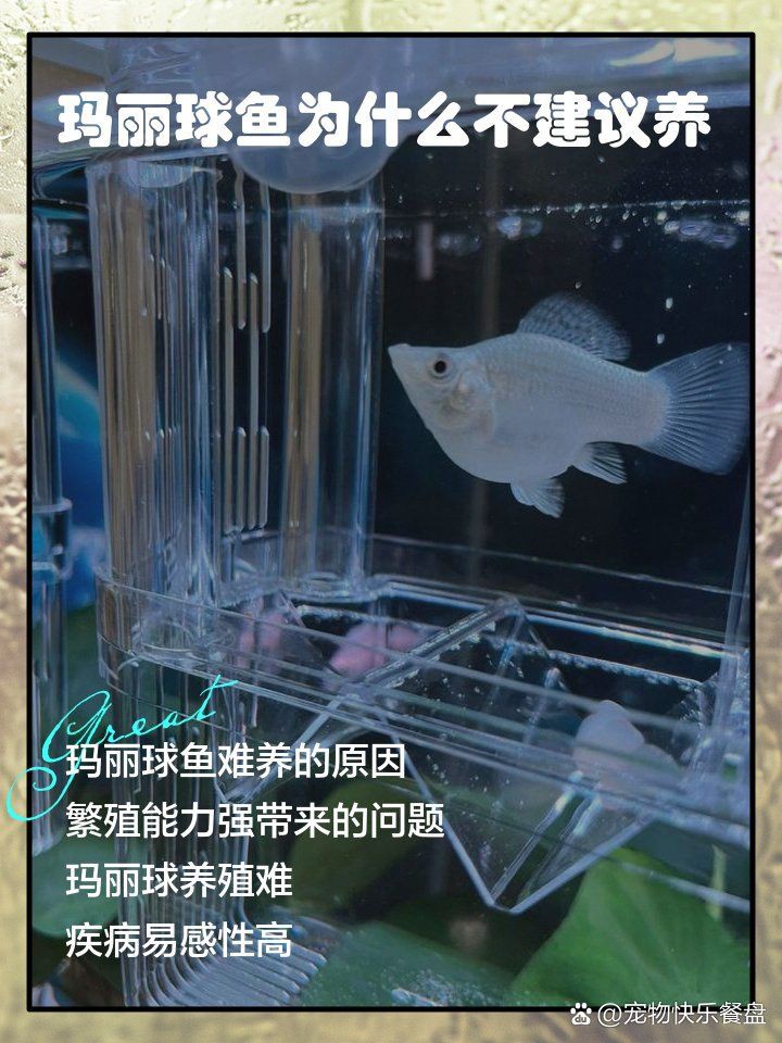 瑪麗球魚會(huì)撐死嗎，瑪麗球魚不會(huì)因進(jìn)食過量而撐死，但過量喂食可能導(dǎo)致間接死亡