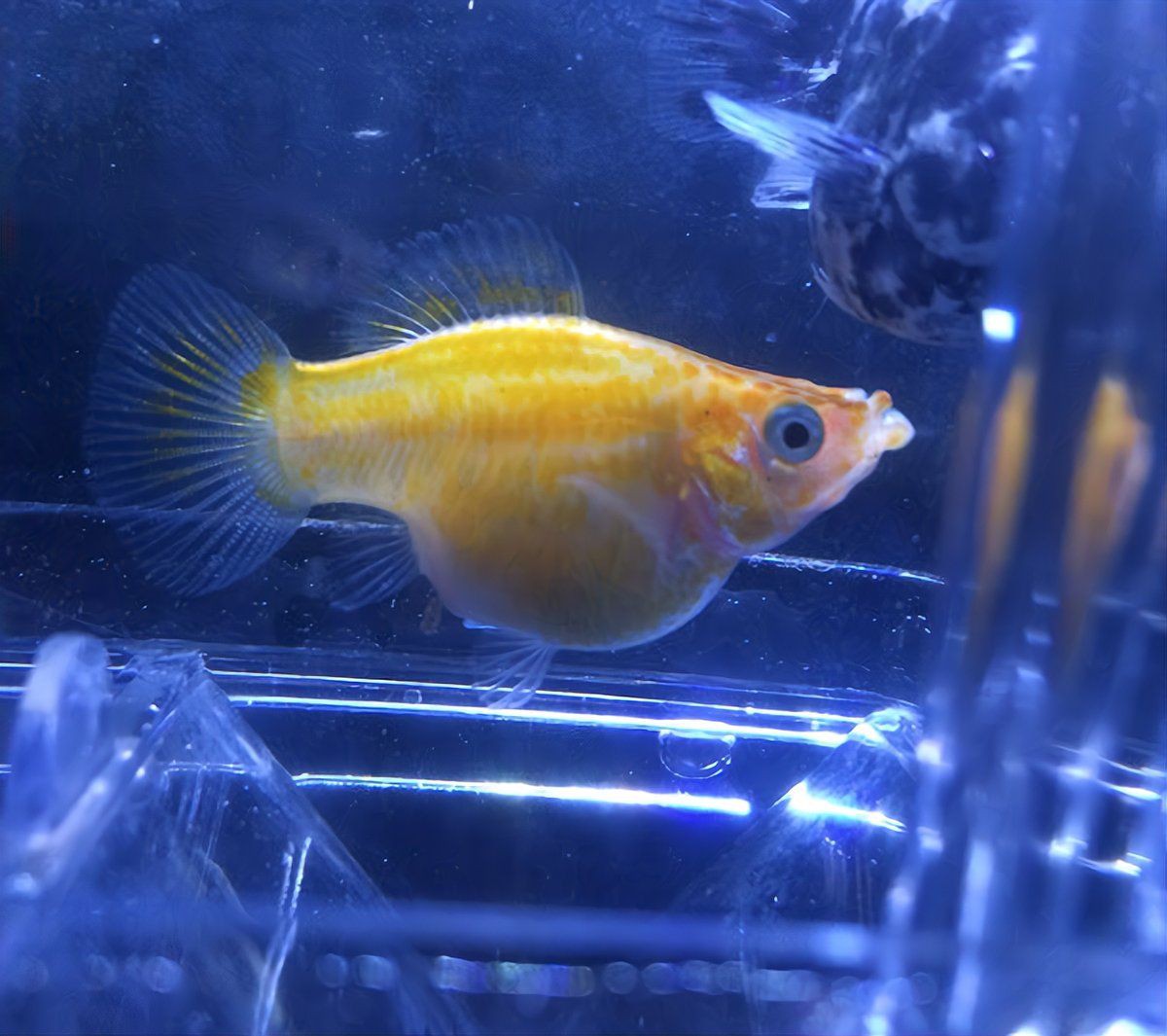 瑪麗球魚會(huì)撐死嗎，瑪麗球魚不會(huì)因進(jìn)食過量而撐死，但過量喂食可能導(dǎo)致間接死亡