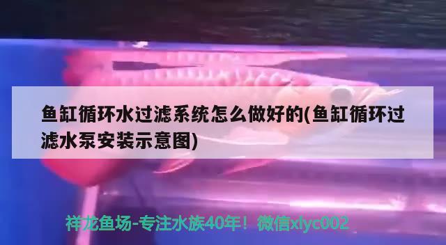魚缸循環(huán)水過濾系統(tǒng)怎么做好的(魚缸循環(huán)過濾水泵安裝示意圖)