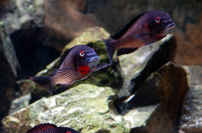 上海觀賞魚進口商家電話多少號 上海觀賞魚批發中心