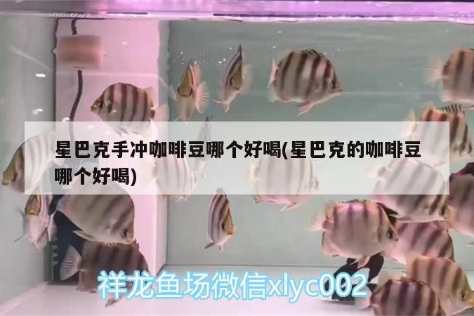 星巴克手沖咖啡豆哪個好喝(星巴克的咖啡豆哪個好喝)