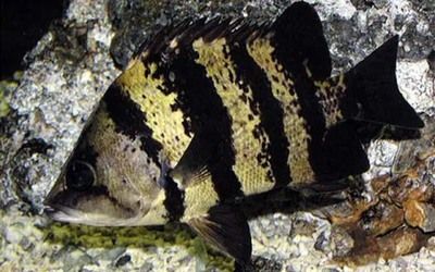 虎魚黑紋變淺的原因：虎魚黑紋變淺可能是由于多種因素共同作用的結果共同作用