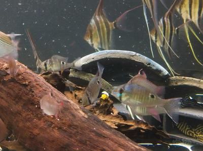廊坊哪里賣魚缸便宜好用又實惠（廊坊哪里賣魚缸便宜好用又實惠的） 廊坊哪里賣魚缸便宜好用又實惠（廊坊哪里賣魚缸便宜好用又實惠的） 黃金貓魚百科 第1張