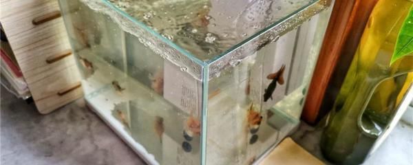 廊坊哪里賣魚缸便宜好用又實惠（廊坊哪里賣魚缸便宜好用又實惠的） 廊坊哪里賣魚缸便宜好用又實惠（廊坊哪里賣魚缸便宜好用又實惠的） 黃金貓魚百科 第2張