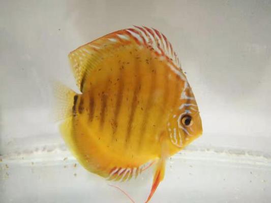 大魚缸耗電嗎