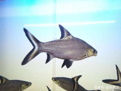 是關刀還是元寶鳳凰 是關刀還是元寶鳳凰 元寶鳳凰魚百科 第1張
