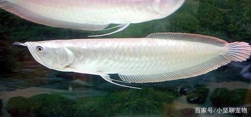 冬天紅龍魚水溫多少合適喂食（ 冬天紅龍魚水溫多少合適喂食物）