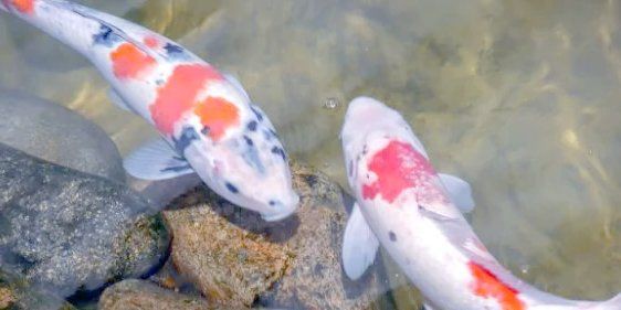 魚身上有紅色淤血，新說，魚身上有紅色淤血是什么原因