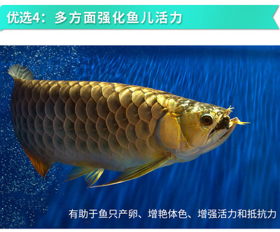 缸魚或魟魚 紅燈：鱗翅目魚類與紅燈的應(yīng)用
