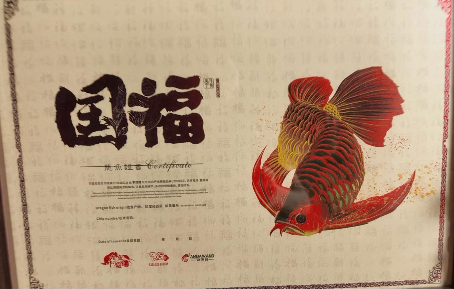 短身福龍王魚有哪些品種？