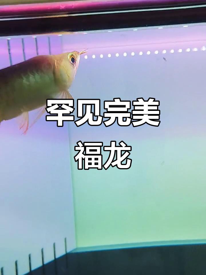 短身福龍王魚有哪些品種？
