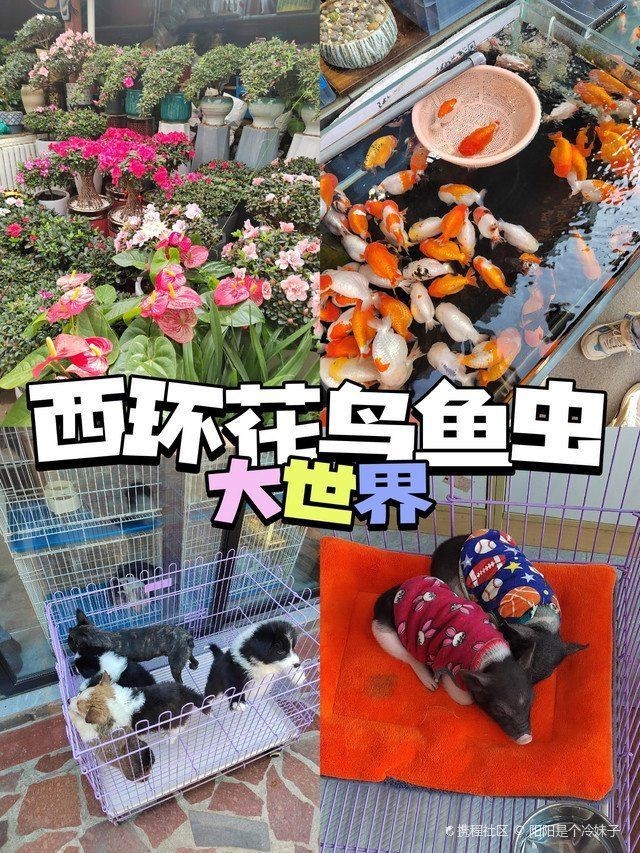 濟(jì)南水族批發(fā)市場(chǎng)，濟(jì)南柏寧水族批發(fā)市場(chǎng)