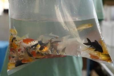 金龍魚殺菌藥有哪些vs祥龍魚場：祥龍魚場推薦的殺菌藥物效果如何