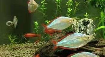 來例假偶爾喝一次咖啡飲料(偶爾在經(jīng)期喝一次咖啡) 來例假偶爾喝一次咖啡飲料(偶爾在經(jīng)期喝一次咖啡) 馬來西亞咖啡 第2張