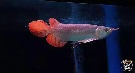 重慶魚缸造景店在哪里好 重慶賣魚缸的地方 可麗愛魚缸 第2張 重慶魚缸造景店在哪里好 重慶賣魚缸的地方 重慶魚缸造景店在哪里好 重慶賣魚缸的地方 可麗愛魚缸 第2張