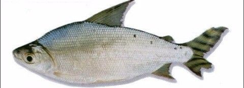 南美異形魚缸圖片欣賞大全(南美缸養異形)