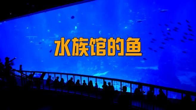 水族館特色魚種，十種特點(diǎn)最明顯的觀賞魚，看看你養(yǎng)過幾種雷龍魚,孔雀魚,鱷雀鱔